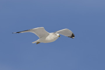 Ring-billed Gull in flight - Florida