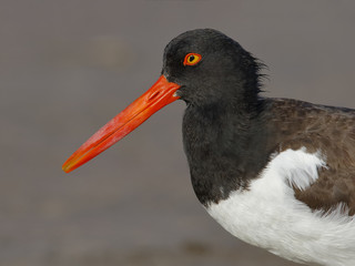 Closeup of an American Oystercatcher - Florida
