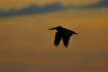 Brown Pelican in flight silhouetted against a Florida sunset