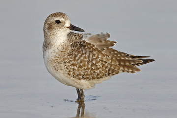 Black-bellied Plover wading in the Gulf of Mexico