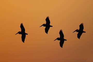 Brown Pelicans silhouetted in flight - Florida