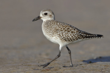 Black-bellied Plover foraging on a Florida beach