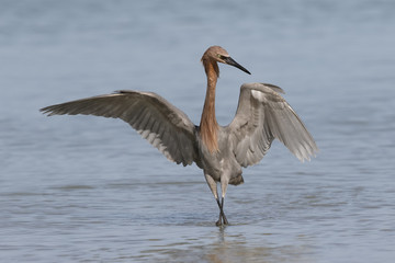 Reddish Egret foraging in a Florida tidal pool