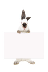 Fototapeta premium Portrait of a white albino rabbit standing with a banner