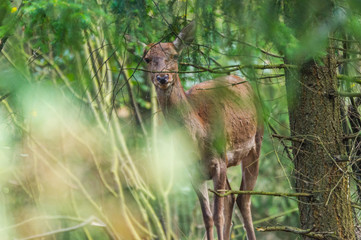 Aufmerksamer Rothirsch schaut in die Kamera