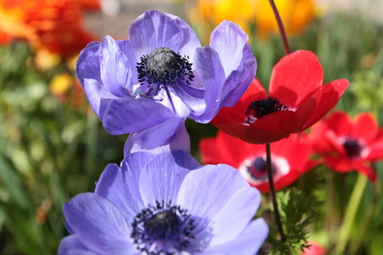 Bl&uuml;ten von Anemonen als Boten des Fr&uuml;hlings