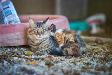 Кошка с маленьким котенком лежат в тени под деревом