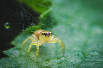 jumping spider on green leaf