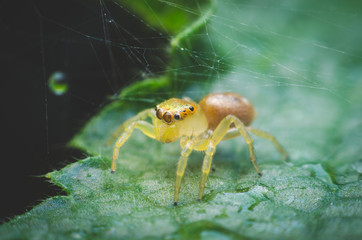 jumping spider on green leaf
