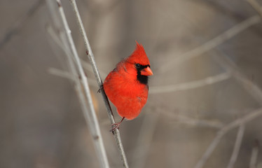 cardinal rouge 