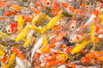 Obraz na płótnie Canvas Multi-colored koi pond.