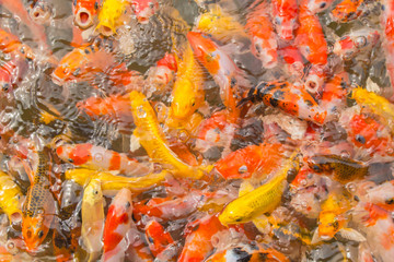 Multi-colored koi pond.