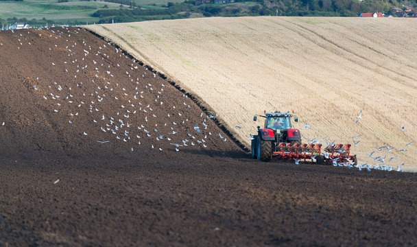 Traktor pfl&uuml;gt Acker, M&ouml;wen fliegen hinterher