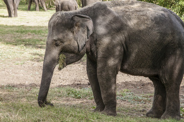 Elephant eating grass