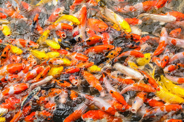 Multi-colored koi pond.