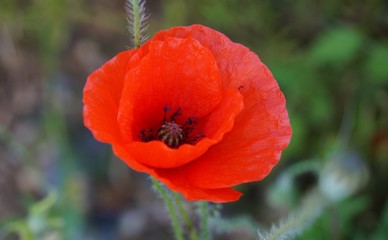 Mohn