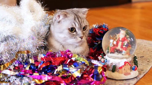 Scottish fold cat with new year snow ball