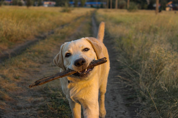 Labrador