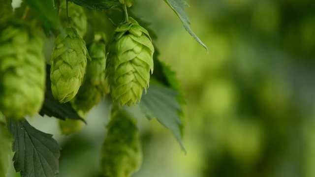 Closeup of ripe hop cones on the field