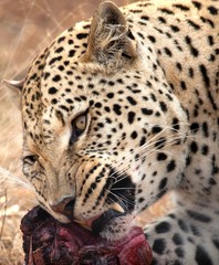 Fototapeta na wymiar Leopardo con preda
