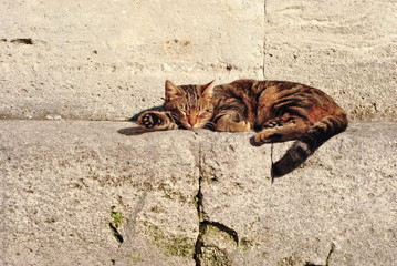 Cat sleeping outdoor