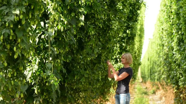 Woman checking hop cones in the hop field