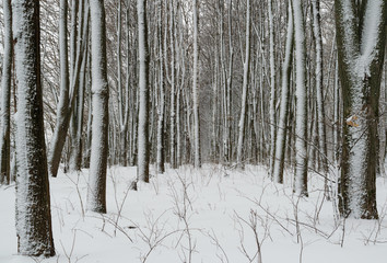 Зимний пейзаж с видом стройных рядов лиственных деревьев, запорошенных снегом 
