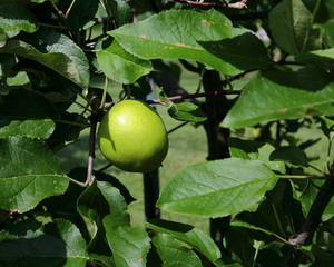 Green unripe apple on branch with leaves