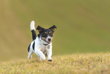 Naklejka na ściany i meble dog running across the meadow - Jack Russell Terrier 