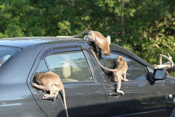 monkey attack car