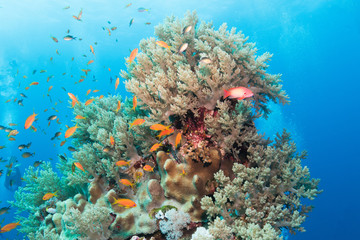 Plakat Korallen am Numidia Wrack, Brother Island