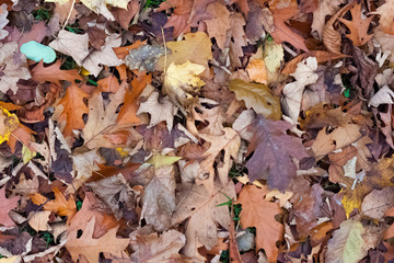 Yellow and brown autumn leaves abstract fall