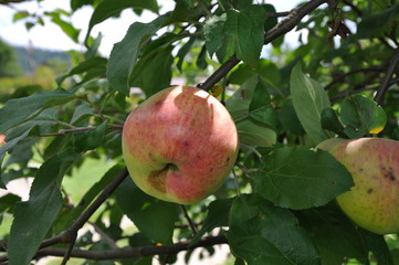 Apfel