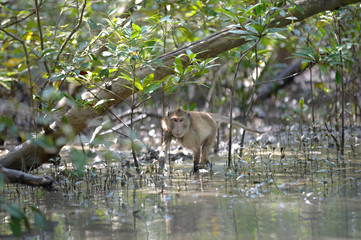 monkey in forest