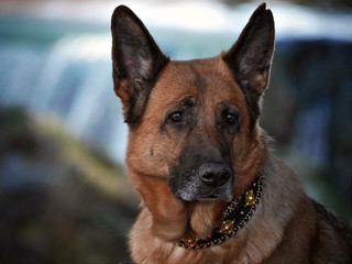Liebeserklärung an den Schäferhund