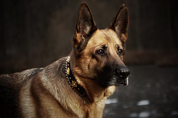 Liebeserklärung an den Schäferhund
