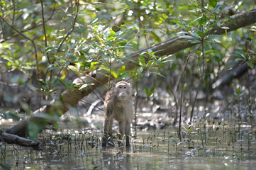 monkey in forest