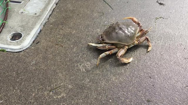 Crab running away close-up