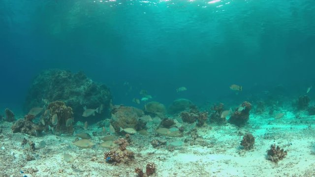 Unicornfishes and Blubberlip Snapper on a colorful coral reef. 4k footage
