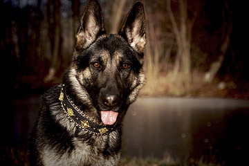 Liebeserklärung an den Schäferhund