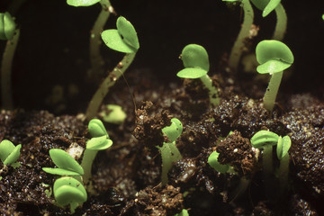 Sprouted sprouts in the spring closeup. The concept of ecology, the concept of growth, the concept of development, concept of new life.