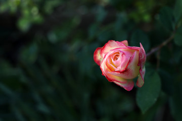 Red and white roses floribunda "Jubile du Prince de Monaco" in the summer garden.