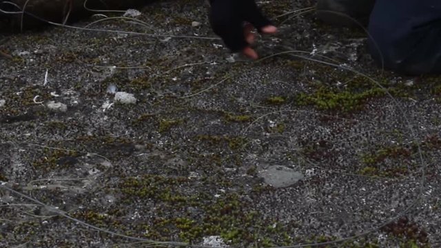 Ecological science. Ornithologist (nice girl) sets a trap made from loops (noose) to catch and mark birds (gulls) in tundra. Migration study.
