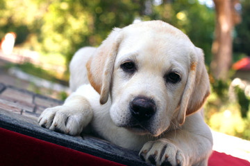 the little cute labrador puppy on a red background