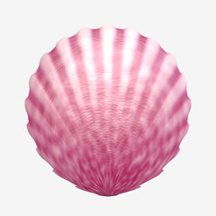 Fototapeta premium Scallop seashell on white background, digital illustration art work.