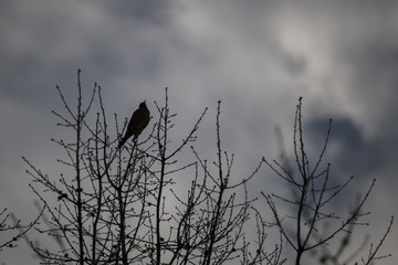 Lone Bird