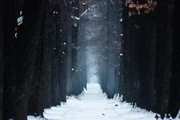 mystischer eichenalleenwinter © serikbaib