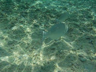 Colombian Fish
