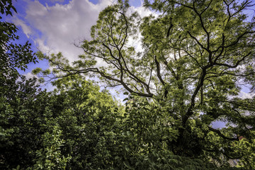 Laubbaum vor bewölktem Himmel