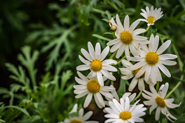 White flower on green leaves